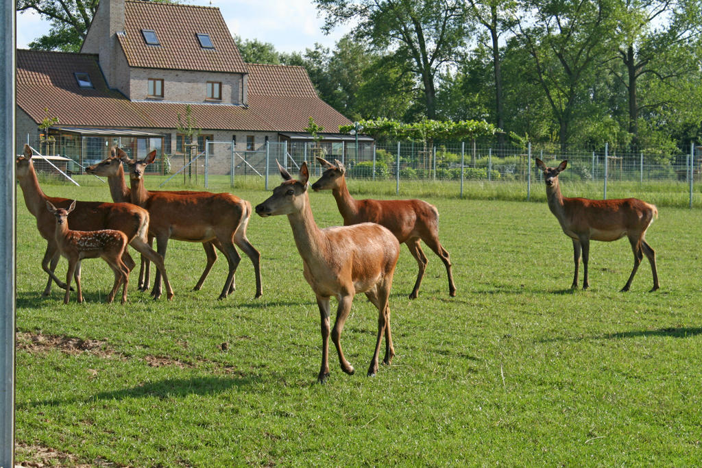 Vila 'T Leeg Huys Lo-Reninge Pokoj fotografie